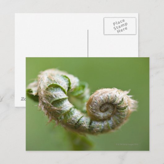 New Fern Branch Briefkaart (Voorkant / Achterkant)