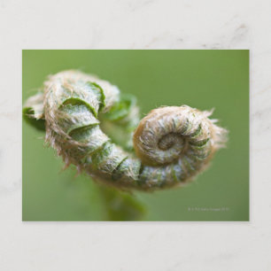 New Fern Branch Briefkaart