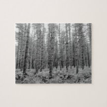 New Forest, Hampshire Pine Tree Forest