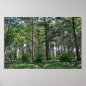 New Forest Landscape England Poster (Voorkant)