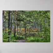 New Forest Woodland Trees Natuur Scene, Engeland Poster (Voorkant)