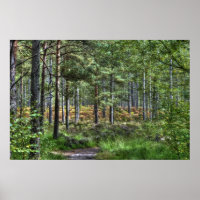 New Forest Woodland Trees Natuur Scene, Engeland