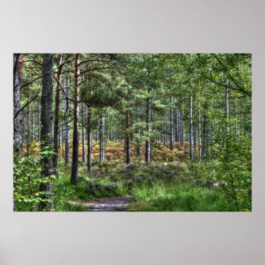 New Forest Woodland Trees Natuur Scene, Engeland Poster (Voorkant)