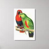 New Guinea Eclectus, parrots, Canvas Afdruk (Voorkant)