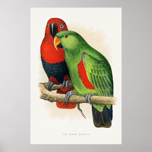 New Guinea Eclectus, parrots, Poster (Voorkant)