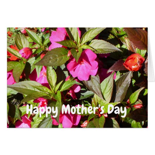 New Guinea Pink Busy Lizzie Moederdag (Voorkant Horizontaal)