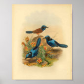 New Guinea Todopsis Wren Blue Bird  Print (Voorkant)