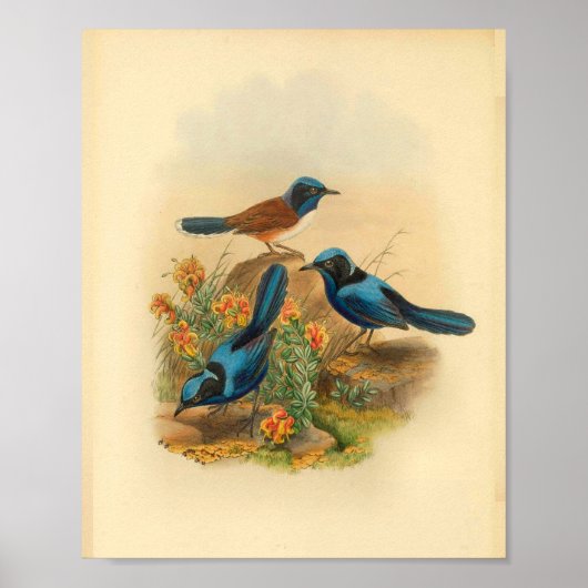 New Guinea Todopsis Wren Blue Bird  Print (Voorkant)