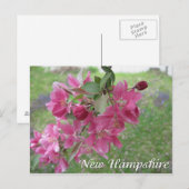 New Hampshire crab appelboombloesems Briefkaart (Voorkant / Achterkant)