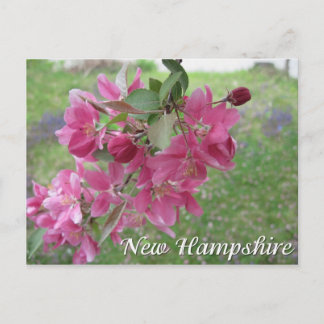 New Hampshire crab appelboombloesems Briefkaart
