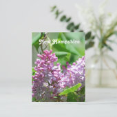New Hampshire Lilacs Briefkaart (Staand voorkant)