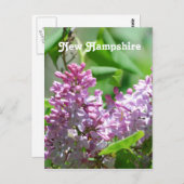New Hampshire Lilacs Briefkaart (Voorkant / Achterkant)