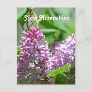 New Hampshire Lilacs Briefkaart
