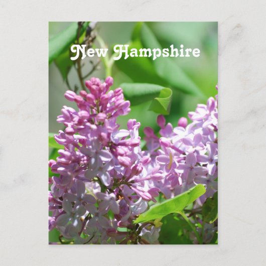 New Hampshire Lilacs Briefkaart (Voorkant)