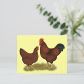 New Hampshire Reds Briefkaart (Staand voorkant)