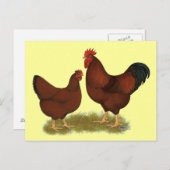 New Hampshire Reds Briefkaart (Voorkant / Achterkant)