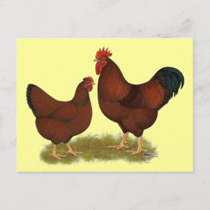 New Hampshire Reds Briefkaart