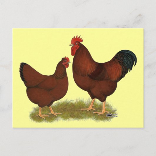 New Hampshire Reds Briefkaart (Voorkant)