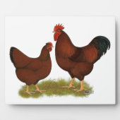 New Hampshire Reds Fotoplaat (Voorkant)