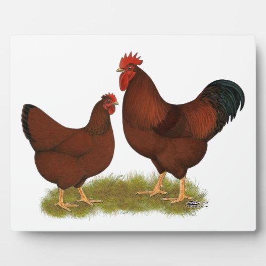 New Hampshire Reds Fotoplaat (Voorkant)