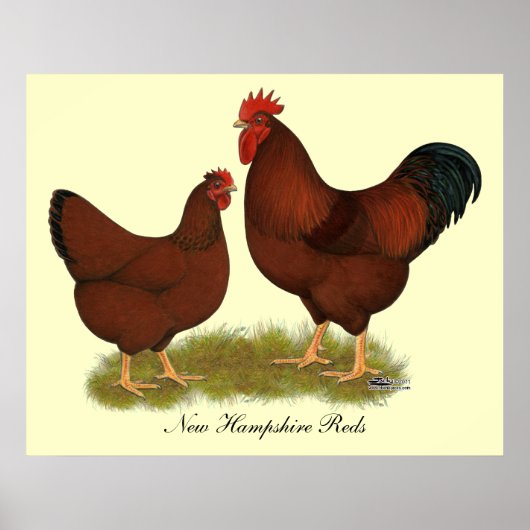 New Hampshire Reds Poster (Voorkant)