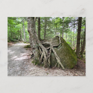 New Hampshire Rock Tree Briefkaart
