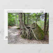 New Hampshire Rock Tree Briefkaart (Voorkant / Achterkant)