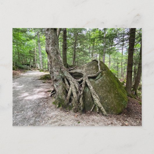 New Hampshire Rock Tree Briefkaart (Voorkant)