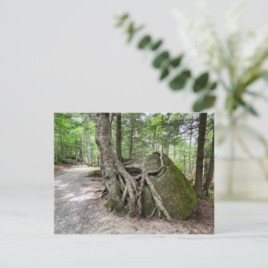 New Hampshire Rock Tree Briefkaart (Staand voorkant)