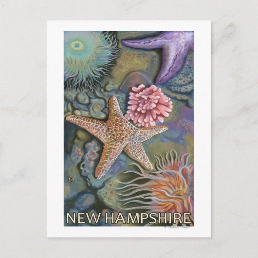 New Hampshire Tidepool Scene Briefkaart (Voorkant)