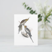 New Holland Parrakeet door Edward Lear Briefkaart (Staand voorkant)