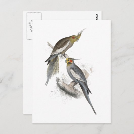 New Holland Parrakeet door Edward Lear Briefkaart (Voorkant / Achterkant)