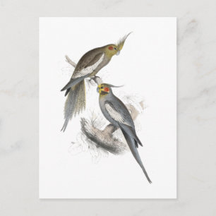 New Holland Parrakeet door Edward Lear Briefkaart