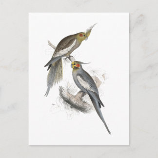 New Holland Parrakeet door Edward Lear Briefkaart