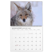 New! 'I am Coyote' 2026/2027 calendar Kalender (Jan 2026)