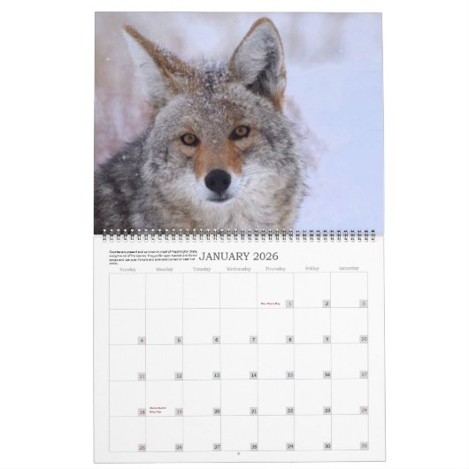 New! 'I am Coyote' 2026/2027 calendar Kalender (Jan 2026)