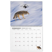 New! 'I am Coyote' 2026/2027 calendar Kalender (Feb 2026)