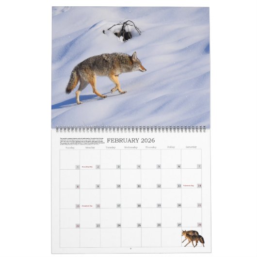 New! 'I am Coyote' 2026/2027 calendar Kalender (Feb 2026)