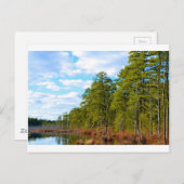 New JErsey Pine Barrens in Winter Briefkaart (Voorkant / Achterkant)