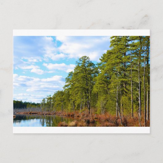 New JErsey Pine Barrens in Winter Briefkaart (Voorkant)
