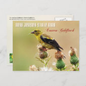 New Jersey State Bird - Eastern Goldfinch Briefkaart (Voorkant / Achterkant)