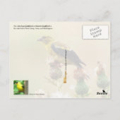 New Jersey State Bird - Eastern Goldfinch Briefkaart (Achterkant)