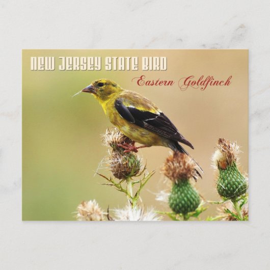 New Jersey State Bird - Eastern Goldfinch Briefkaart (Voorkant)