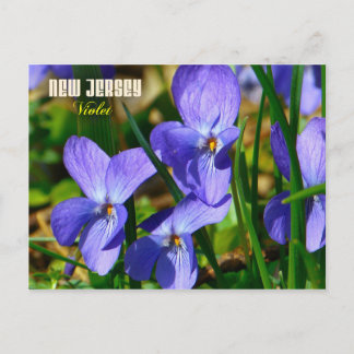 New Jersey State Flower: Violet Briefkaart
