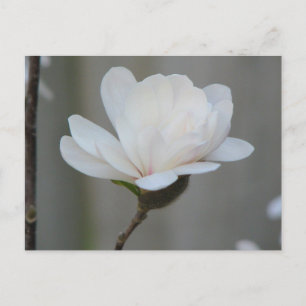 New Magnolia Centennial Briefkaart