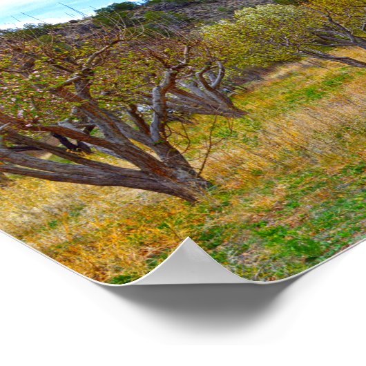 New Mexico Apple Orchard in Bloom Poster (Hoek)
