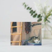 New Mexico Cat Briefkaart (Staand voorkant)