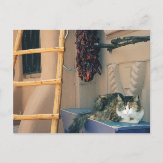 New Mexico Cat Briefkaart (Voorkant)