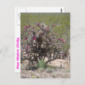 New Mexico Cholla in Bloei Briefkaart (Voorkant / Achterkant)