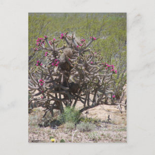 New Mexico Cholla in Bloei Briefkaart